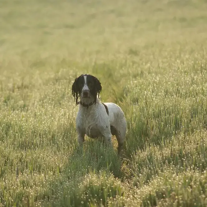 English Springer Spaniel