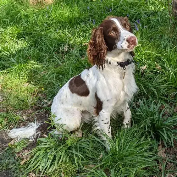 English Springer Spaniel