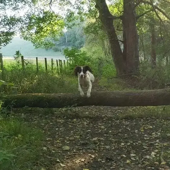 English Springer Spaniel