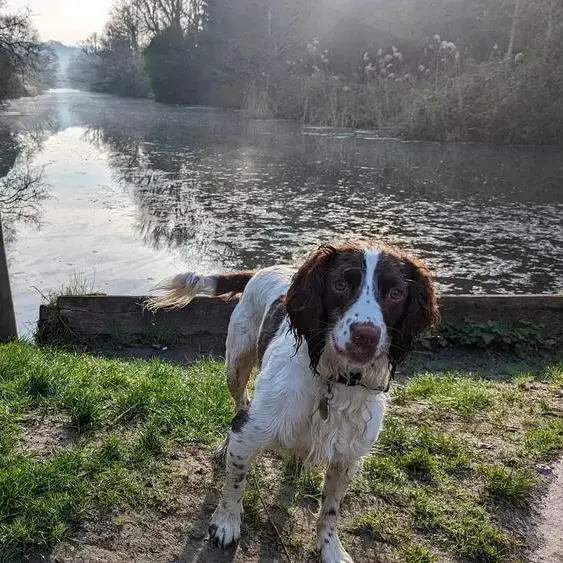 English Springer Spaniel