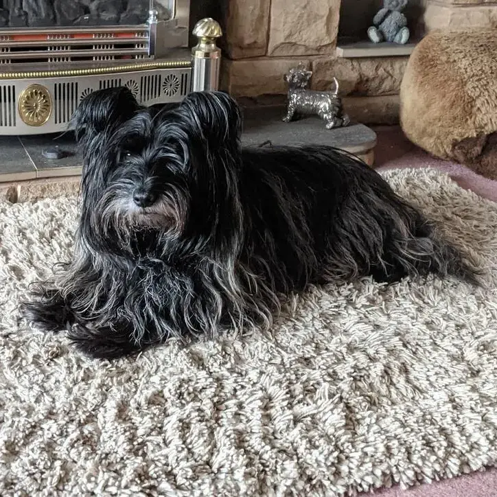 Cairn Terrier