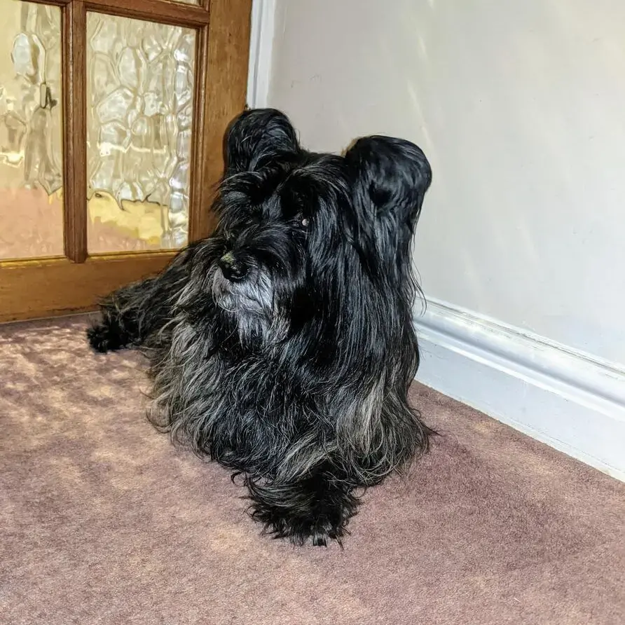 Cairn Terrier