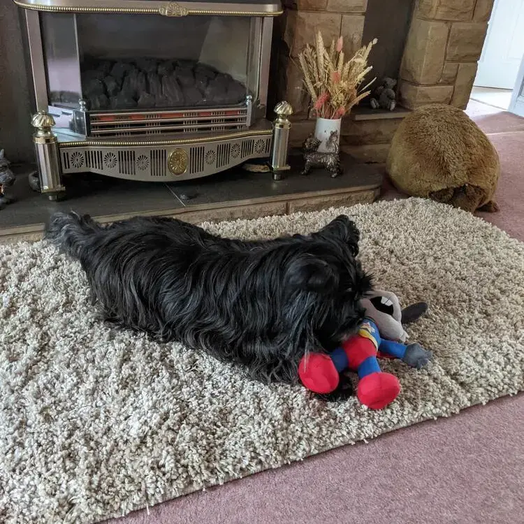 Cairn Terrier