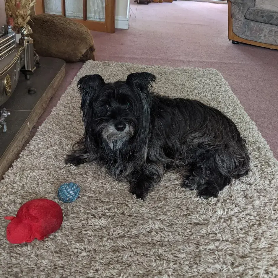 Cairn Terrier