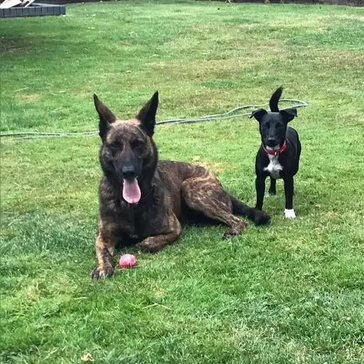Belgian Shepherd Dog Malinois