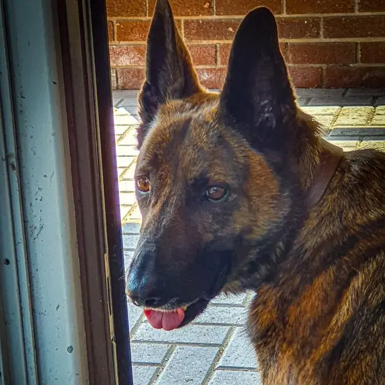 Belgian Shepherd Dog Malinois