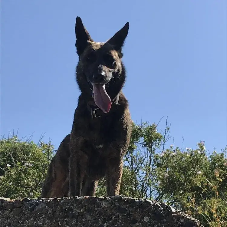 Belgian Shepherd Dog Malinois