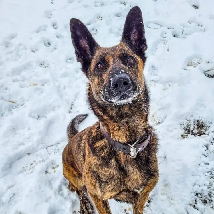 Belgian Shepherd Dog Malinois