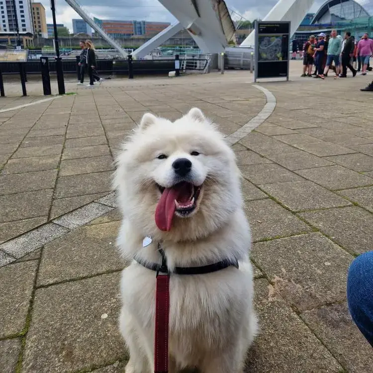 Samoyed