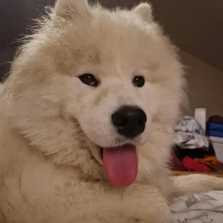 Samoyed