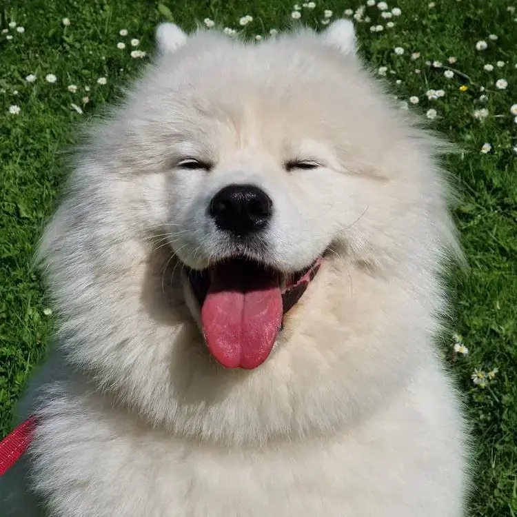 Samoyed