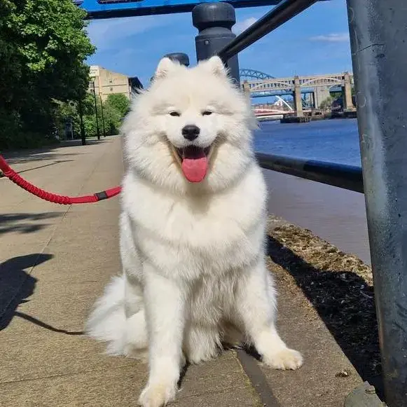 Samoyed