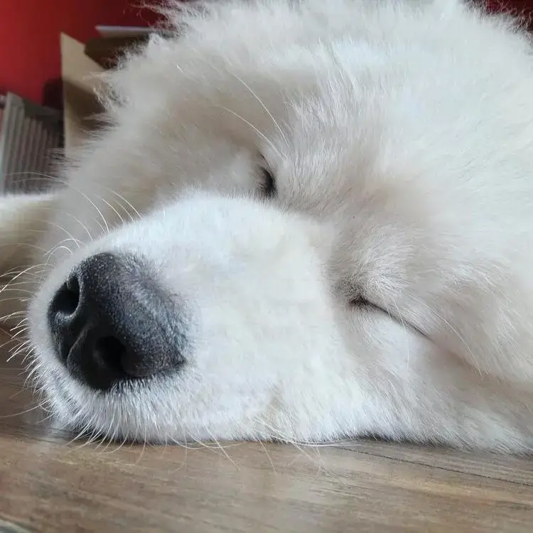 Samoyed