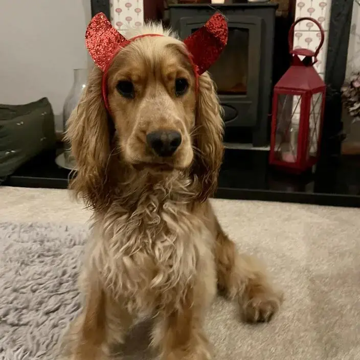 Cocker Spaniel (English)