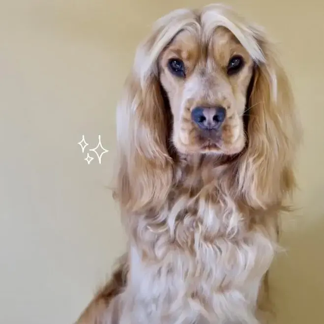 Cocker Spaniel (English)