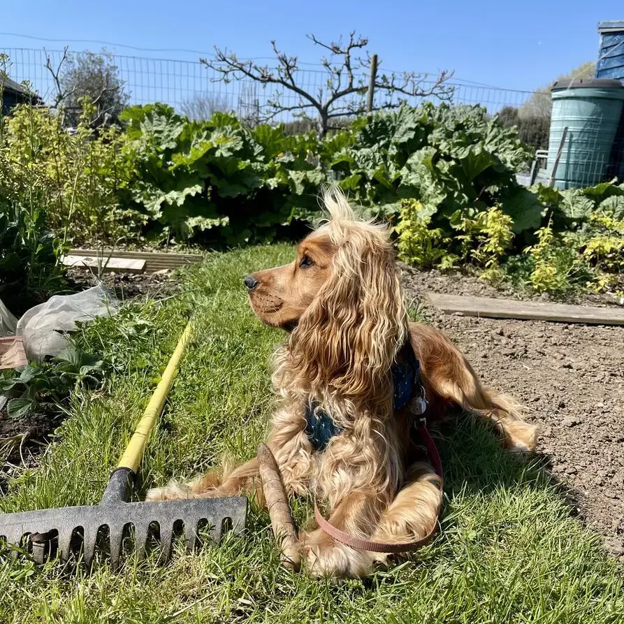Cocker Spaniel (English)