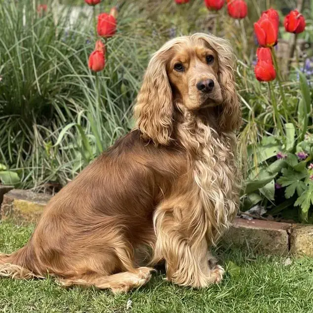 Cocker Spaniel (English)