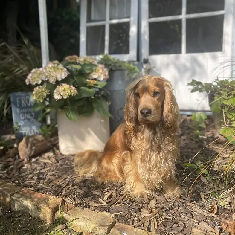Cocker Spaniel (English)