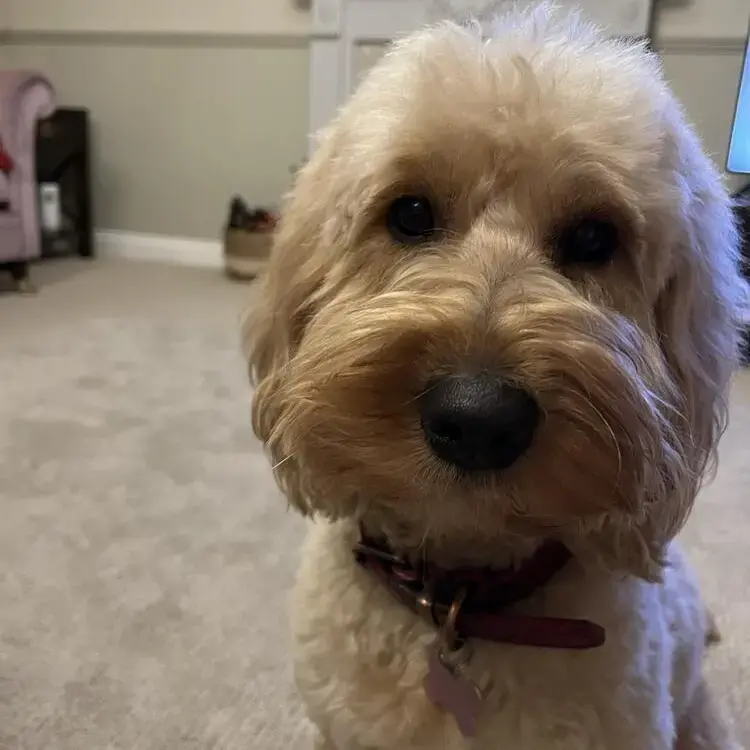 Goldendoodle