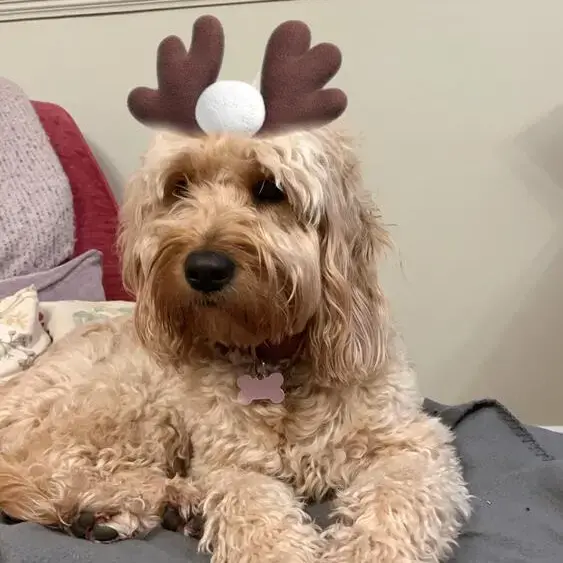Goldendoodle