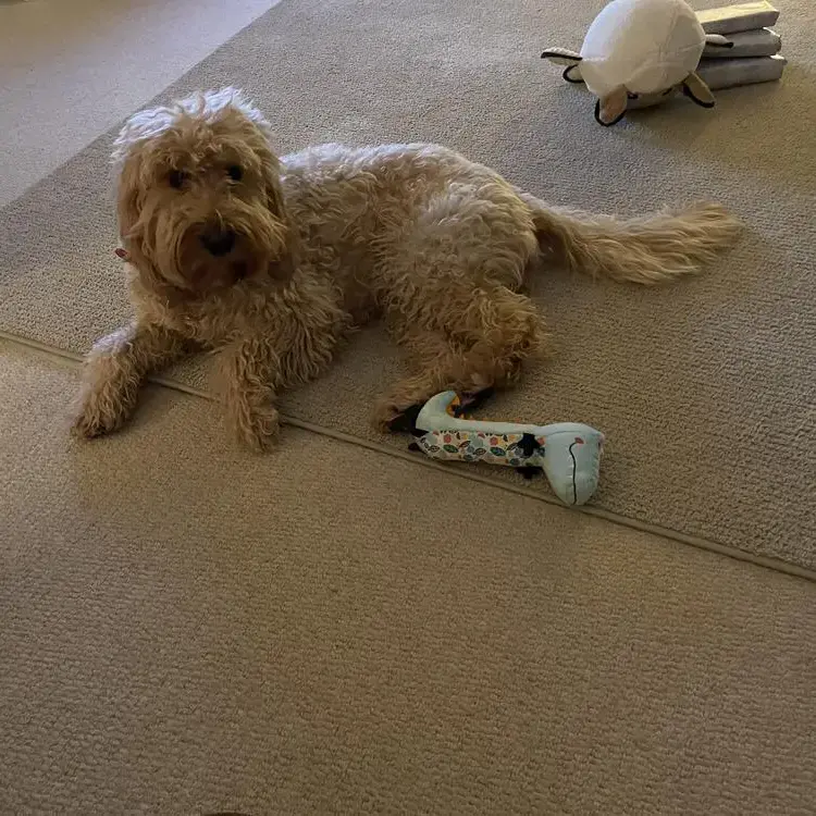 Goldendoodle