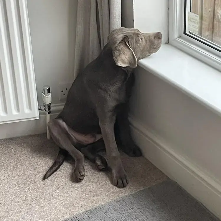 Labrador Retriever
