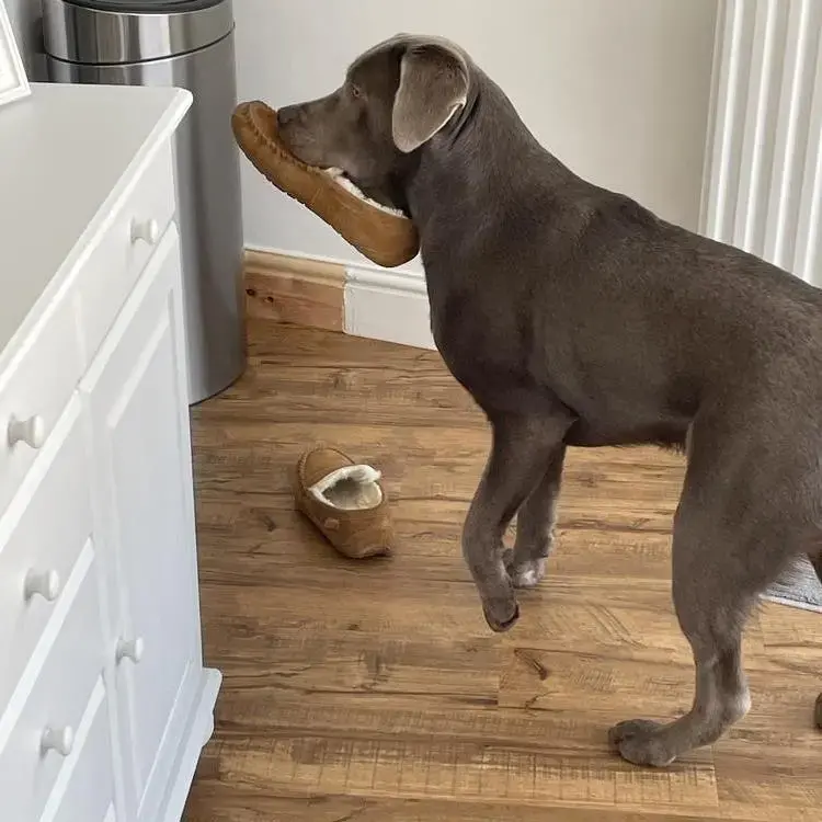 Labrador Retriever