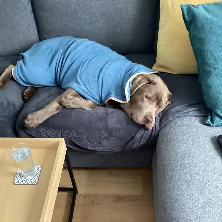 Labrador Retriever