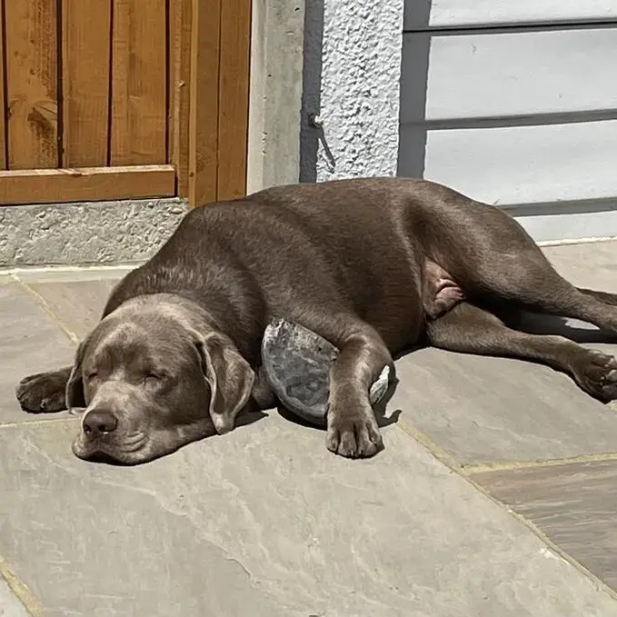 Labrador Retriever