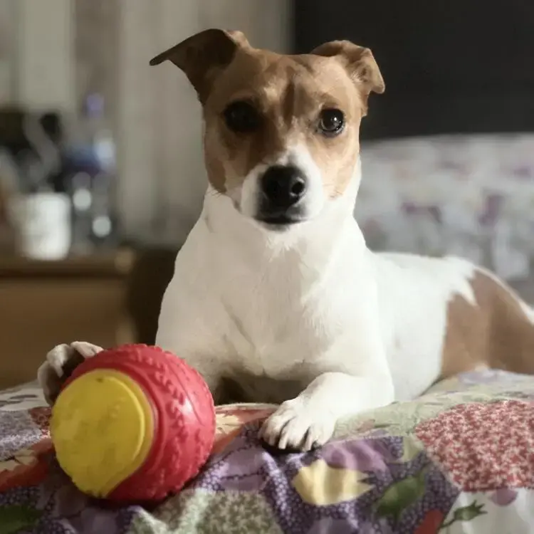 Jack Russell Terrier