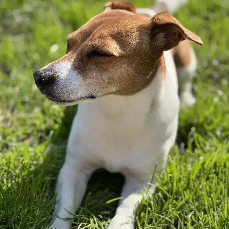 Jack Russell Terrier