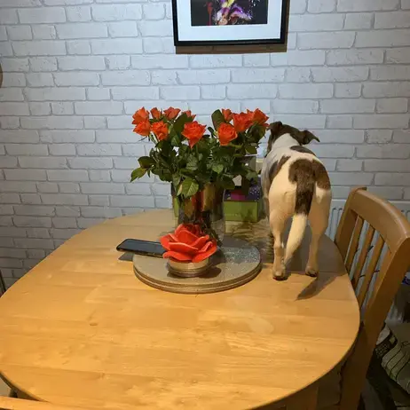 Jack Russell Terrier