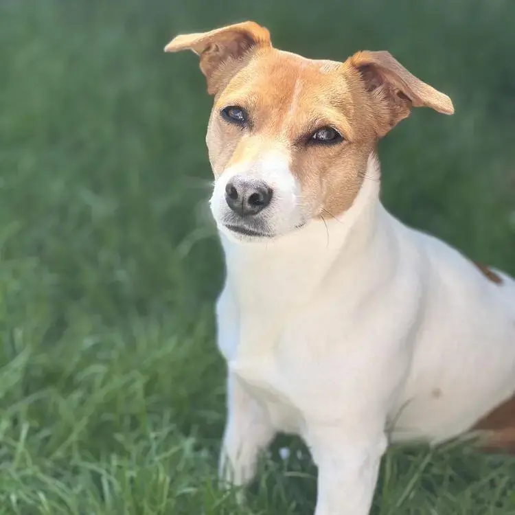 Jack Russell Terrier