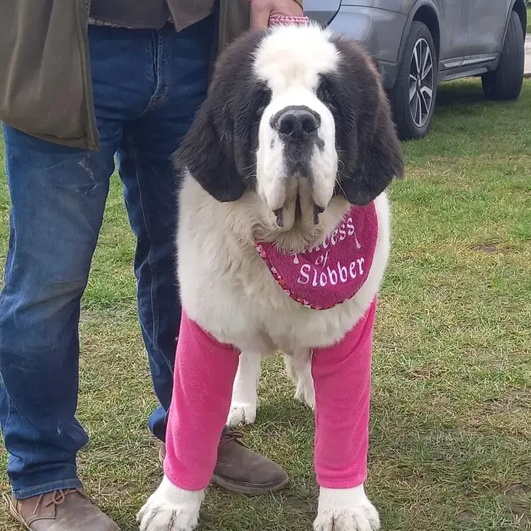 St. Bernard