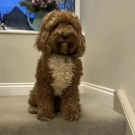 Cockapoo