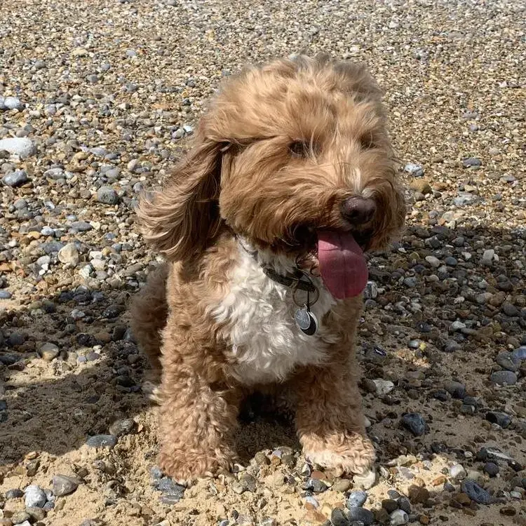 Cockapoo
