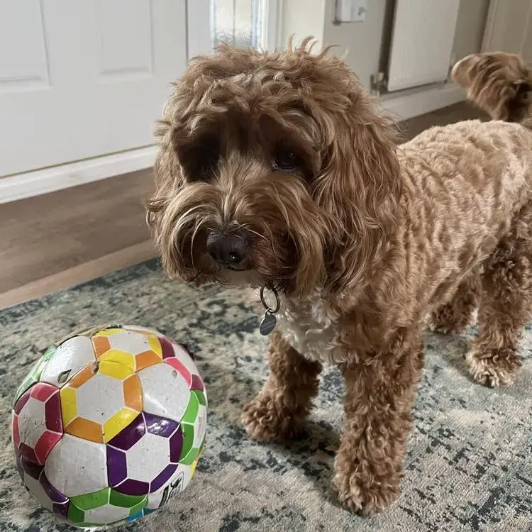 Cockapoo