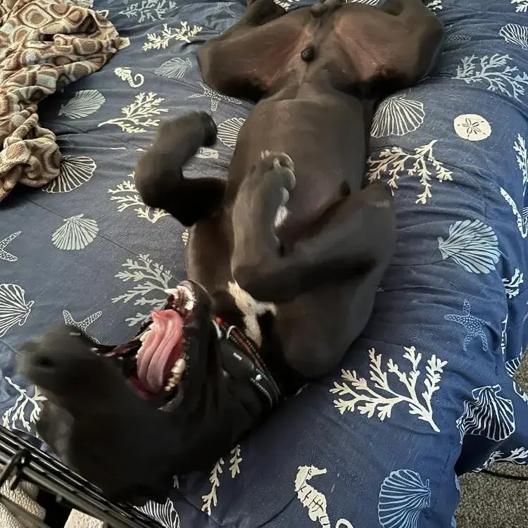 Great Dane