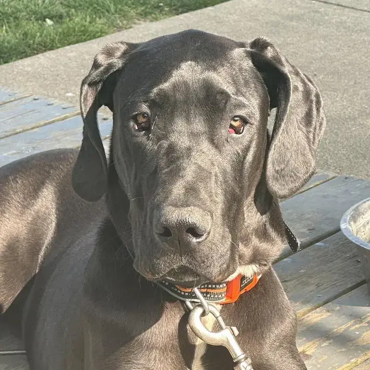 Great Dane