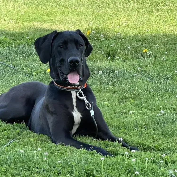 Great Dane