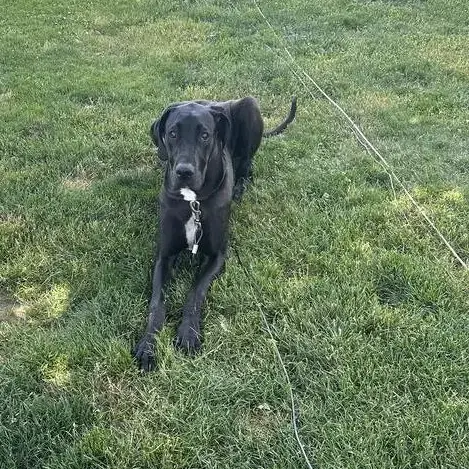 Great Dane