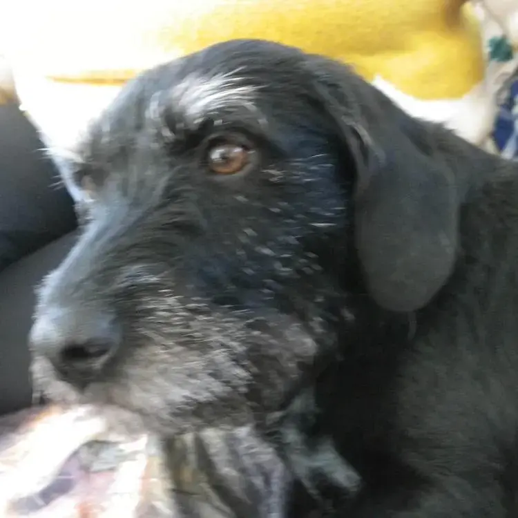 Patterdale Terrier