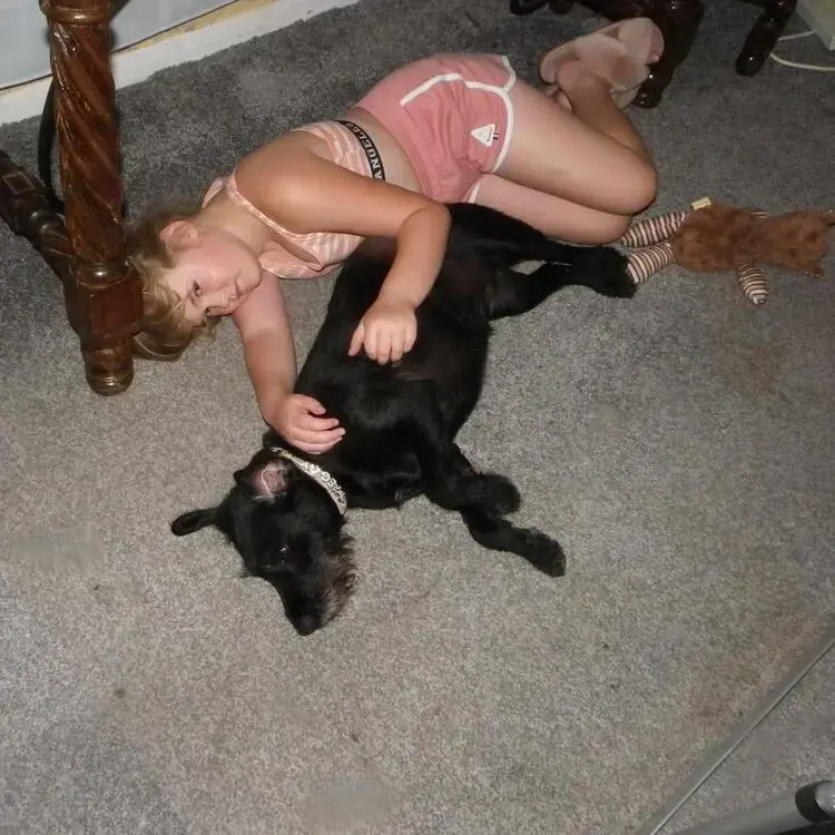 Patterdale Terrier