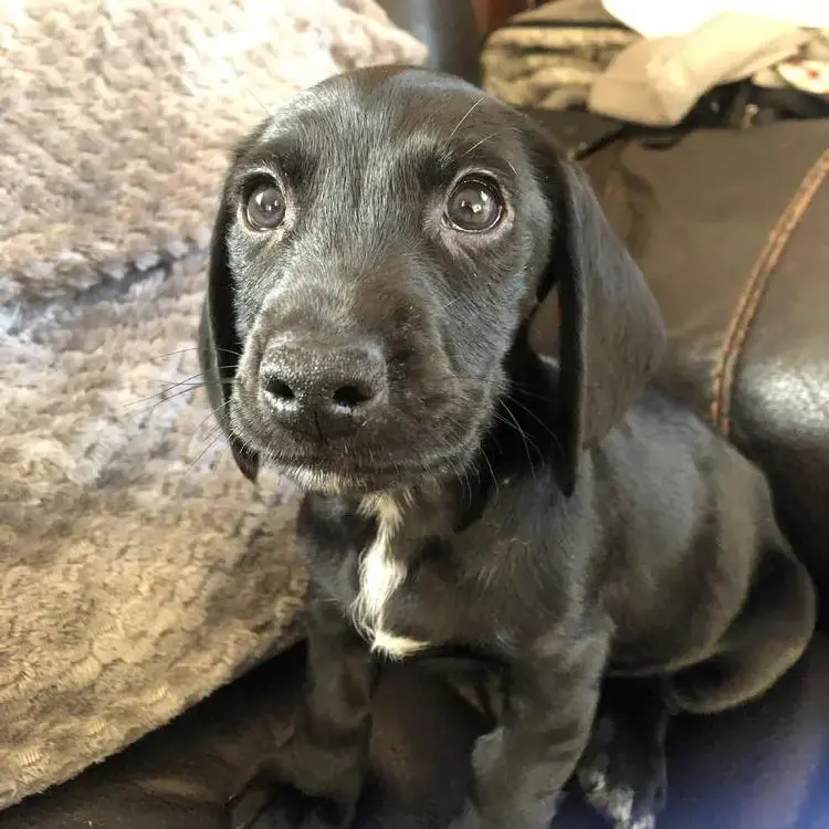 Dachshund (Smooth-Haired)