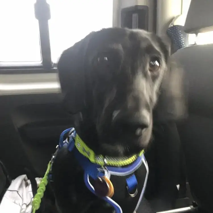 Dachshund (Smooth-Haired)