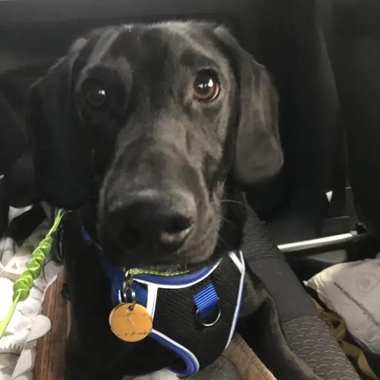 Dachshund (Smooth-Haired)