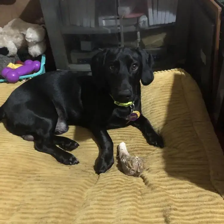 Dachshund (Smooth-Haired)