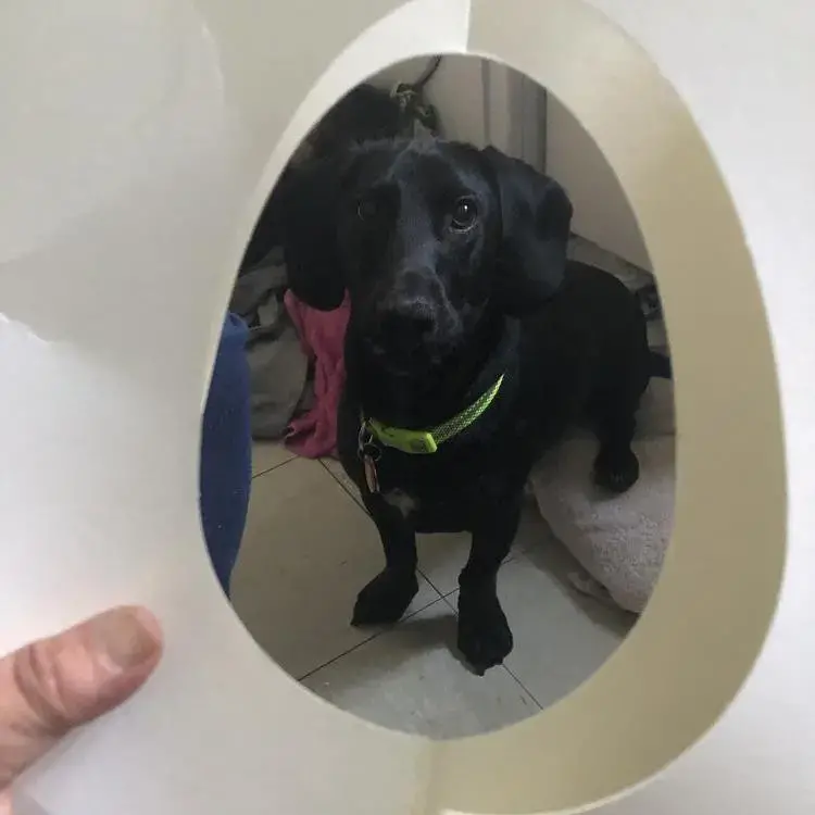 Dachshund (Smooth-Haired)