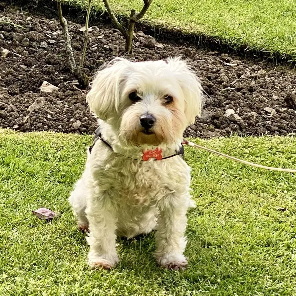West Highland White Terrier