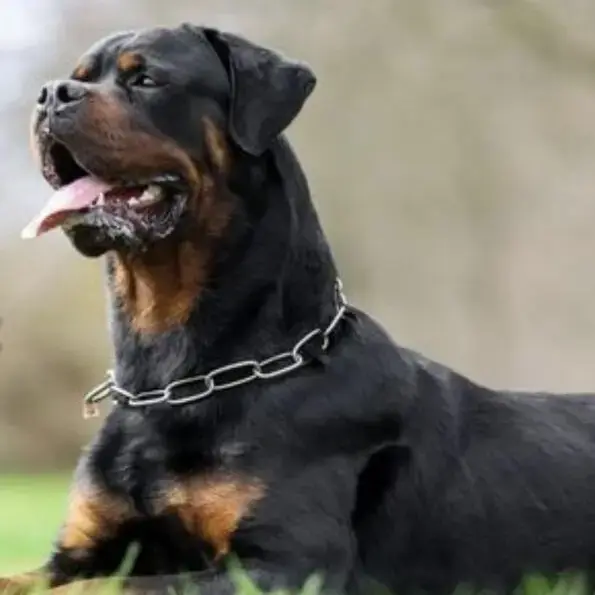 Rottweiler